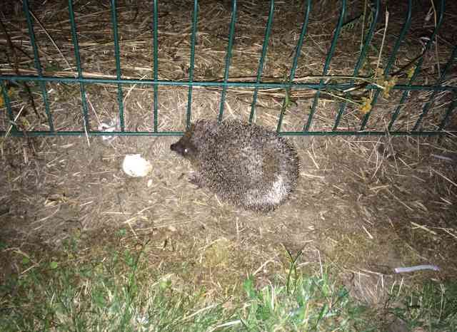 A little hedgehog spotted on a nocturnal walkabout in France.
